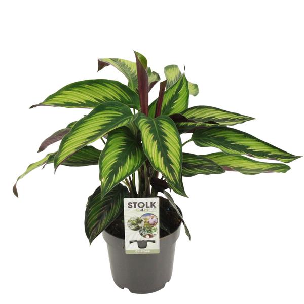 Calathea Majestica Princeps - Ø14cm - ↕45cm  BotanicBridge