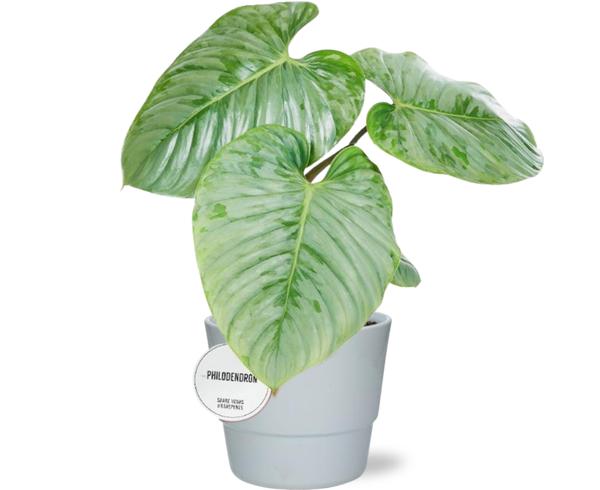 Philodendron Sodiroi - Ø15cm - ↕45cm + Pot Basic D16x13,5cm - Wit  BotanicBridge