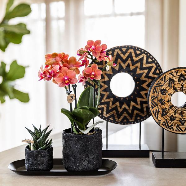 Kolibri Company | Plantenset Home Hub small | Oranje Phalaenopsis Orchidee Bolzano en Succulent incl. keramieken sierpotten op zwart dienblad  BotanicBridge