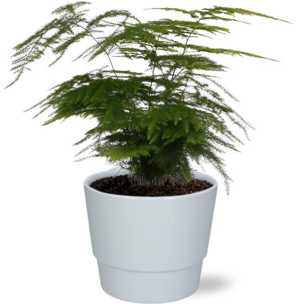 Asparagus Setaceus - Ø12cm - ↕28cm + Pot Basic D14,5x12cm - Wit  BotanicBridge