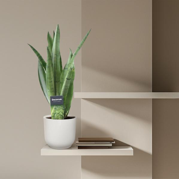 Sansevieria Spearmint - 45 cm - ø12  BotanicBridge