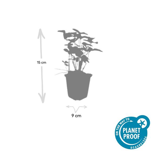 Fragaria vesca - ↕10-25cm - Ø9cm - 40x  BotanicBridge