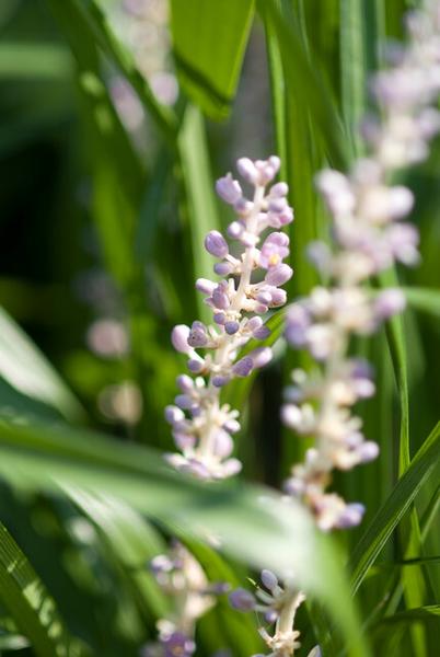 Liriope muscari 'Monroe White' - ↕10-25cm - Ø9cm - 12x  BotanicBridge