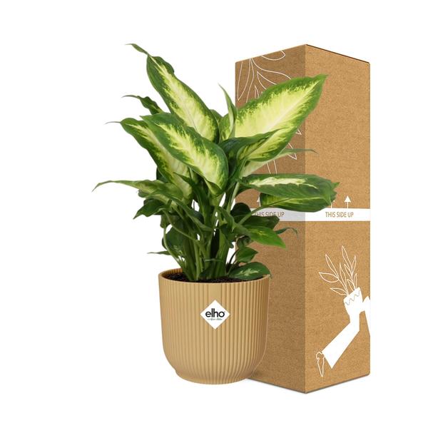 Dieffenbachia ‘Camilla’ in ELHO Vibes Fold 14cm geel  BotanicBridge