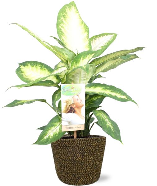 Dieffenbachia Camilla - Ø17cm - ↕45cm + Selin Pot D18x16cm - Zwart  BotanicBridge