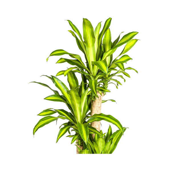 Dracaena Fragrans Massangeana Ø30cm - ↕180cm  BotanicBridge