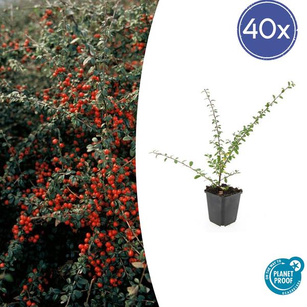 Cotoneaster suec. 'Coral Beauty' - ↕10-25cm - Ø9cm - 40x  BotanicBridge