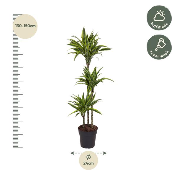 Dracaena Lemon Lime - 140 cm - ø24  BotanicBridge