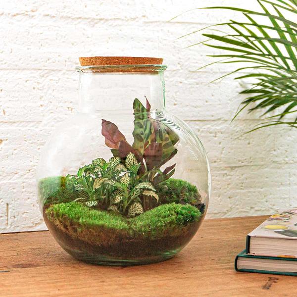 DIY terrarium - Teddy - ↕ 26,5 cm - Normal  BotanicBridge