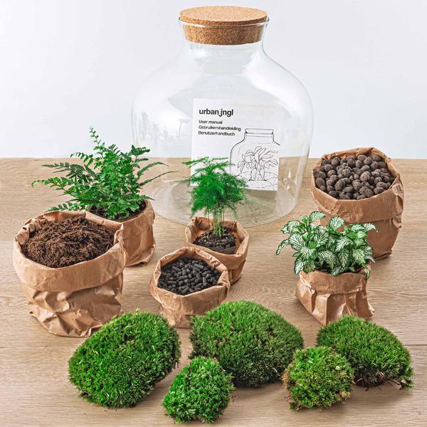 DIY terrarium - Fat Joe Groen - ↕ 30 cm - Normal  BotanicBridge