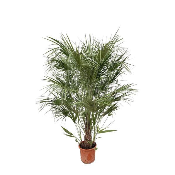 Chamaerops Humilis struik - 170cm- Ø30  BotanicBridge