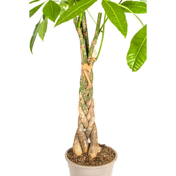 Pachira Aquatica Ø21cm - ↕100cm  BotanicBridge