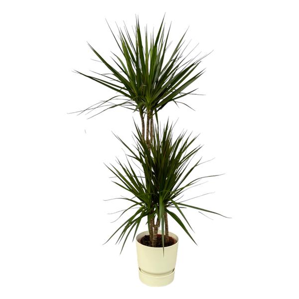 Dracaena Marginata - ↨120cm - Ø21cm inclusief elho Greenville Round wit D24xH23  BotanicBridge