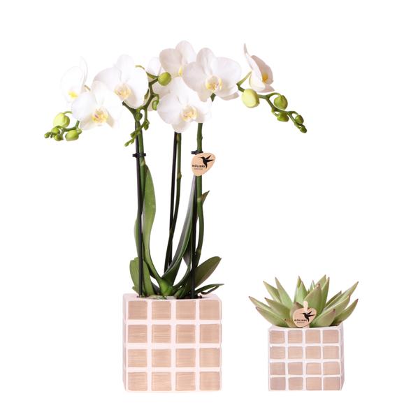 Kolibri Orchids | Set van witte orchidee Amabilis en succulent in Mosa sierpotten bruin - potmaat Ø9cm & Ø6cm | bloeiende kamerplant - vers van de kweker  BotanicBridge