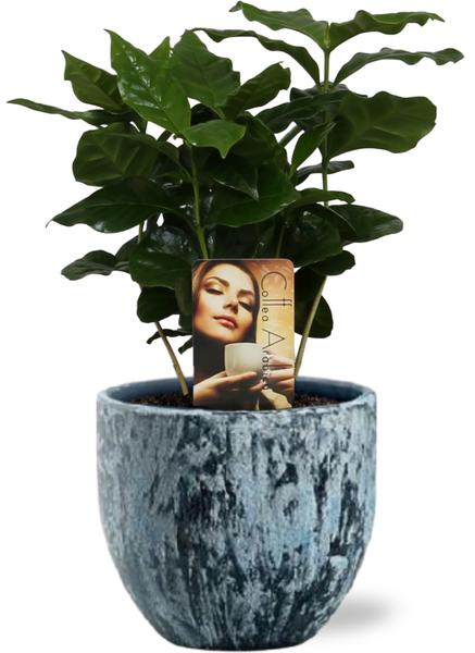 Coffea Arabica - Ø12cm - ↕25cm + Sem Pot D14x13cm - Blauw  BotanicBridge