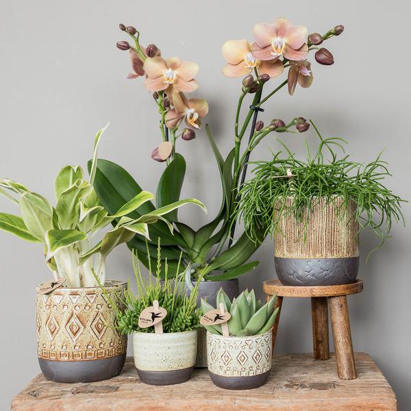 Kolibri Home | Plantenstandaard - Houten planten verhoging Ø12cm  BotanicBridge