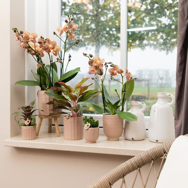 Kolibri Home | Glazed bloempot - Zandkleurige keramieken sierpot met glans - Ø12cm  BotanicBridge