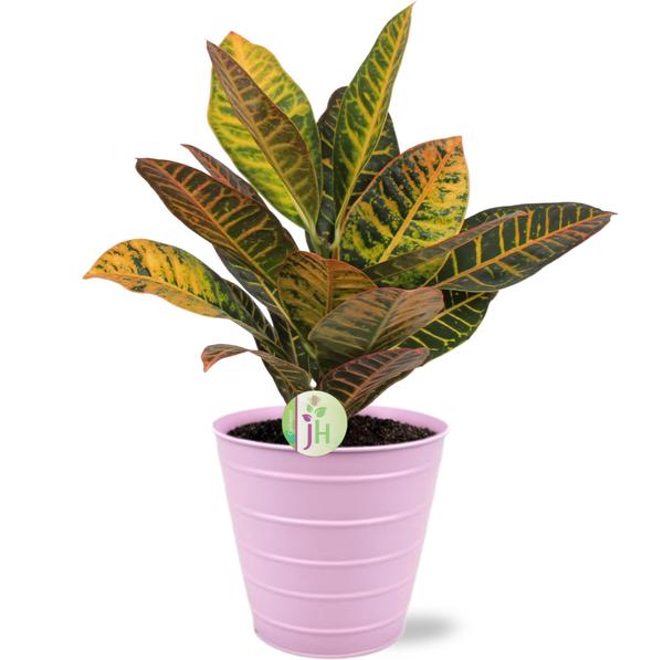 Codiaeum Petra - Ø17cm - ↕45cm + Bodhi Pot D18x17cm - Roze  BotanicBridge