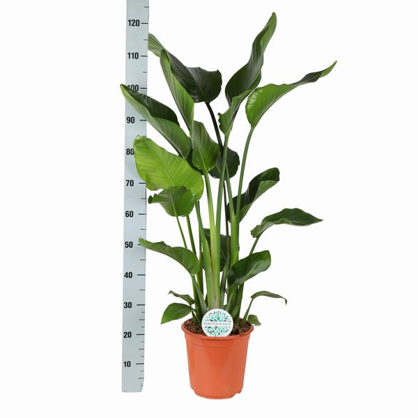 Strelitzia Nicolai Ø24cm ↕120cm in Boule TAUPE pot  BotanicBridge