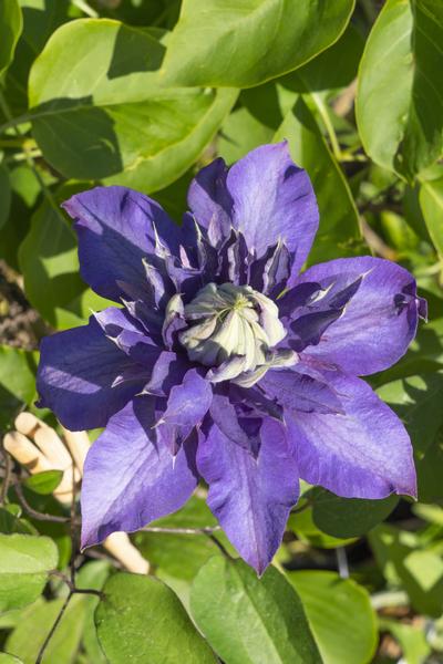 4x - Clematis Multi Blue - ↨65cm - Ø15  BotanicBridge