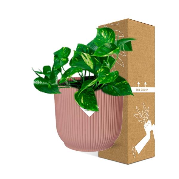 Epipremnum Pinnatum ‘Aureum’ in ELHO Vibes Fold 14cm roze  BotanicBridge