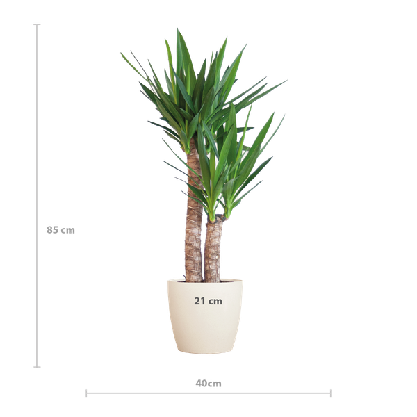 Yucca Elephantipes met Viber wit - 90cm - Ø21  BotanicBridge