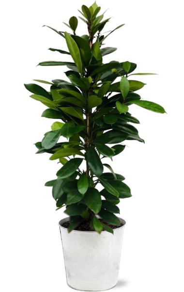 Ficus Cyathistipula - Ø21cm - ↕105cm + Pot D22,5x21cm - Zink  BotanicBridge