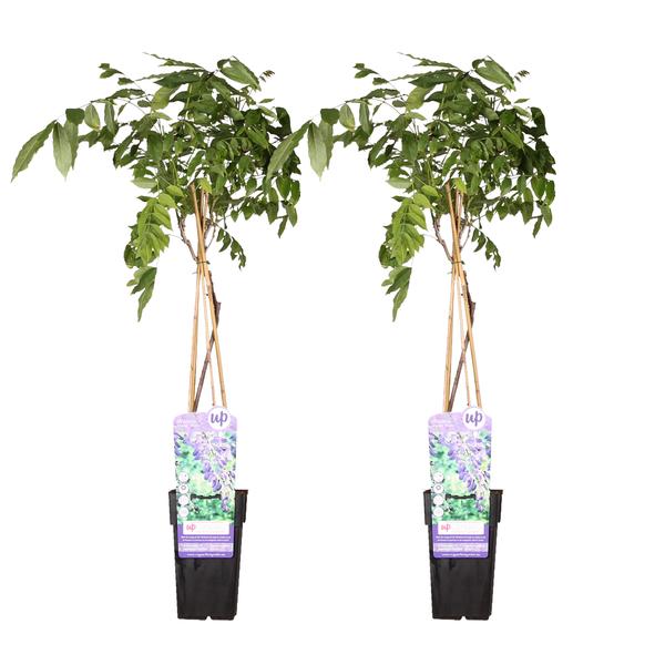 2x Wisteria sinensis 'Prolific' - ↨65cm - Ø15  BotanicBridge