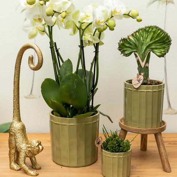 Kolibri Home | Ornament - Decoratie beeld Monkey long tail - Gold  BotanicBridge