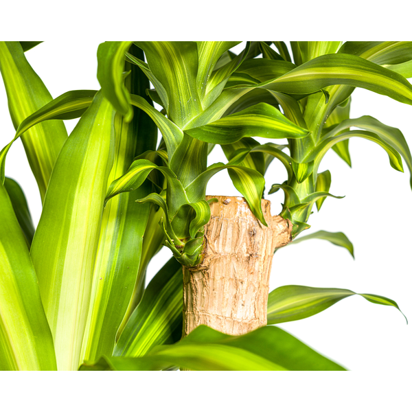 Dracaena Fragrans Massangeana Ø30cm - ↕180cm  BotanicBridge