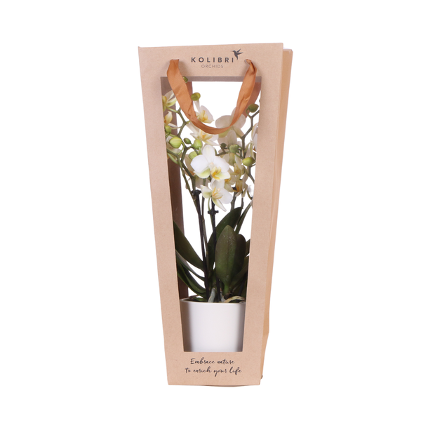 Kolibri Company I Cadeau tasje voor Orchidee met Sierpot 9cm  BotanicBridge