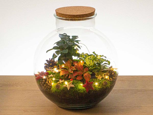 Christmas Terrarium Decoration Kit!  BotanicBridge