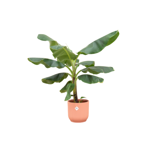 Combi deal - Bananenplant (Musa) inclusief elho Vibes Fold Round roze Ø22 - 100 cm  BotanicBridge