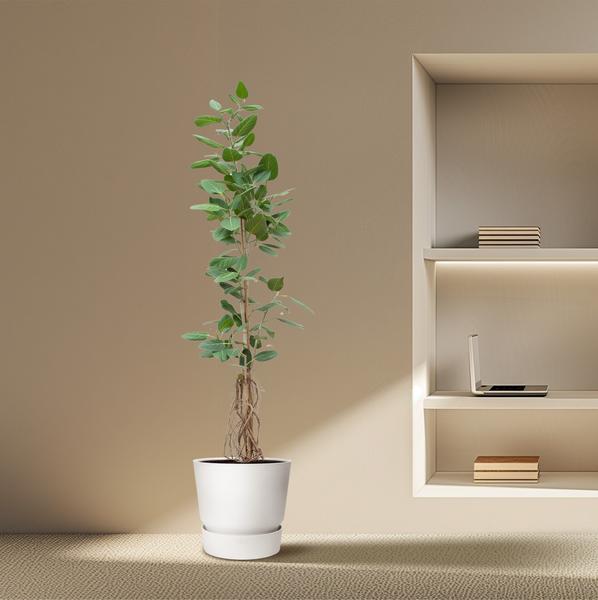 Ficus Benghalensis Audrey Op Stam Met Hangende Wortels - 220cm - ø45  BotanicBridge