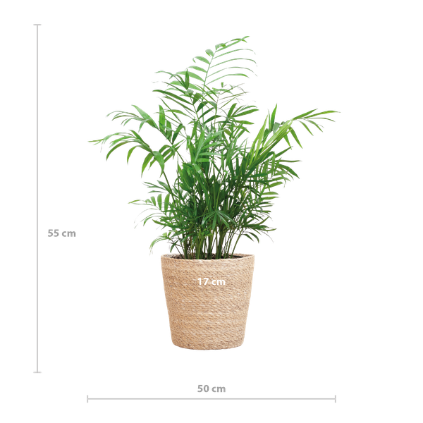 Chamadorea Elegans met Sofia mand naturel - 55cm - Ø17  BotanicBridge