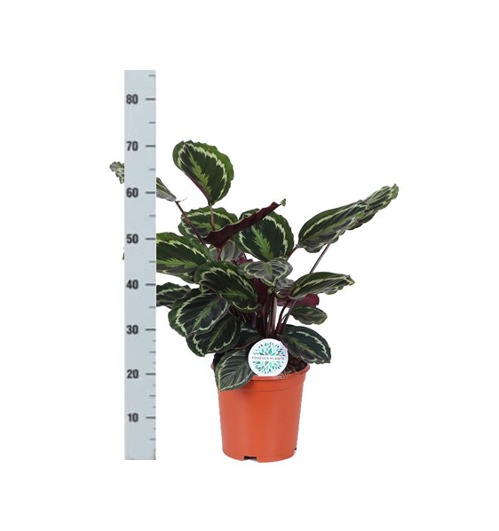 Calathea Medaillon Ø21cm - ↕70cm in Boule taupe pot  BotanicBridge