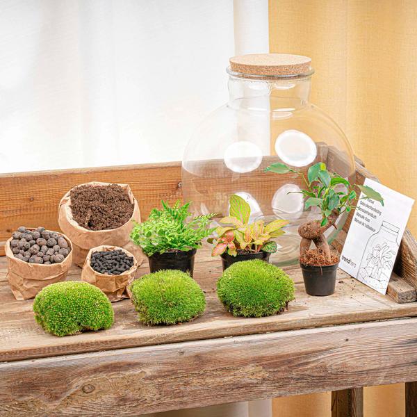 DIY terrarium - Bolder Bob Bonsai - ↕ 30 cm - Normal  BotanicBridge