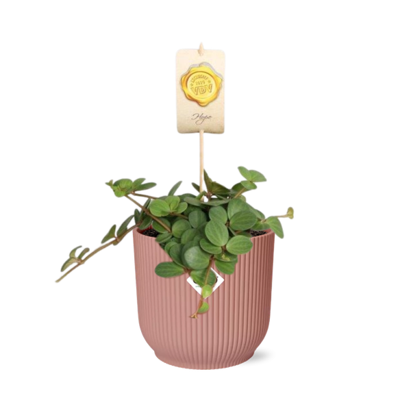 Peperomia ‘Hope’ in ELHO Vibes Fold 14cm roze  BotanicBridge