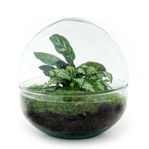 DIY terrarium - Dome - ↕ 20 cm - Rake + Shovel  BotanicBridge