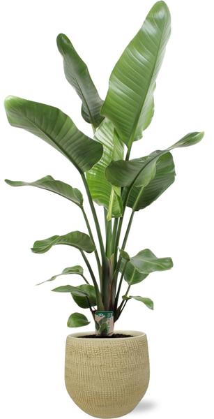 Strelitzia Nicolai - Ø21cm - ↕100cm + Ryan Pot D22x20cm - Goud  BotanicBridge