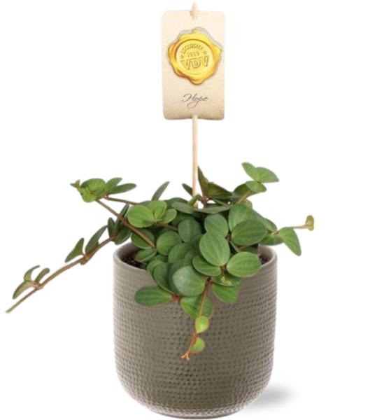 Peperomia Hope - Ø12cm - ↕15cm + Aresso Pot D13x12,5cm - Grijs Groen  BotanicBridge