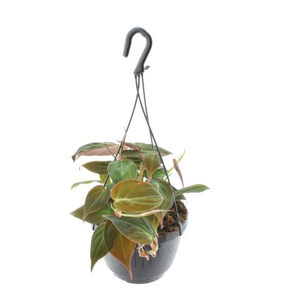 Philodendron Scandens 'Micans' Hangpot - Ø15cm - ↕40cm  BotanicBridge