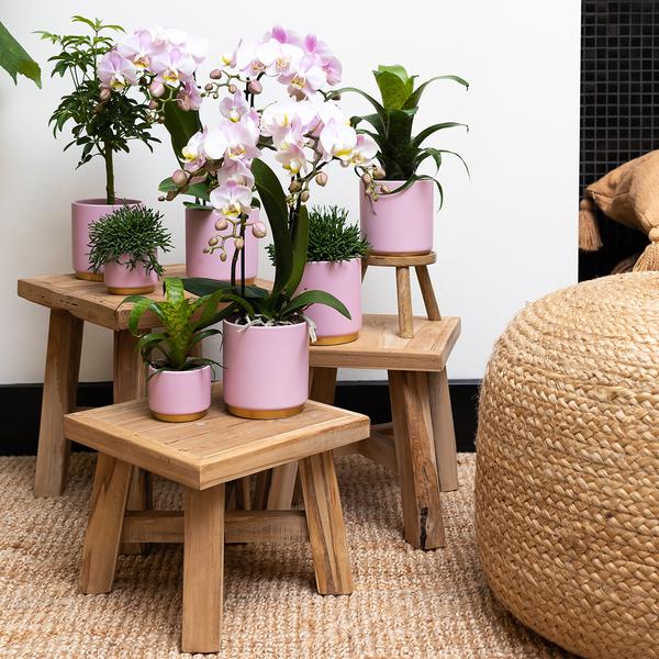 Kolibri Home | Gold foot pink bloempot - Roze keramieken sierpot met gouden rand - Ø12cm  BotanicBridge