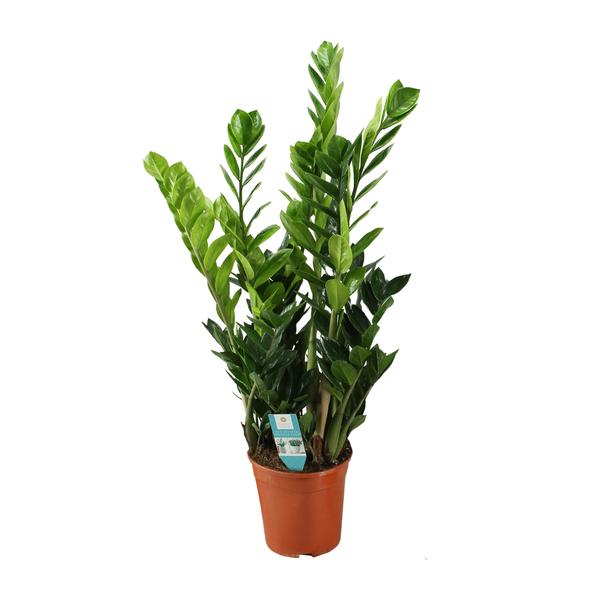 Zamioculcas 21cm - Ø21cm - ↕100cm  BotanicBridge