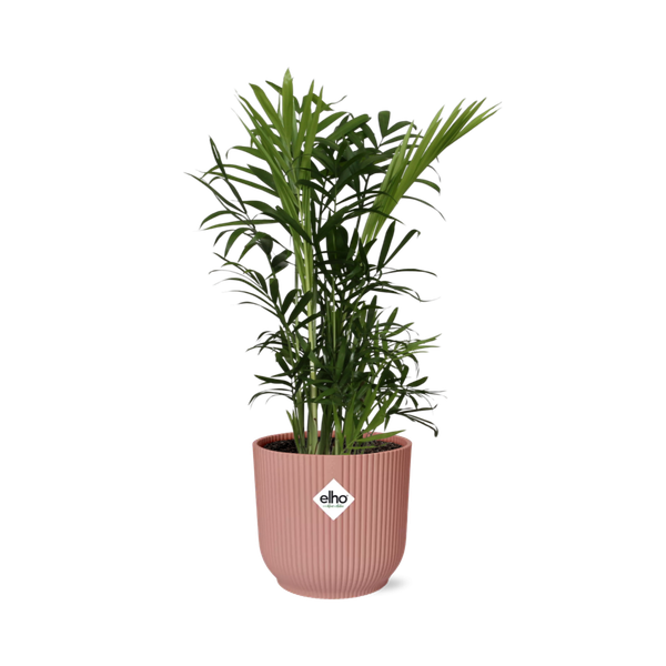 Chamaedorea Elegans in ELHO Vibes Fold 14cm roze  BotanicBridge