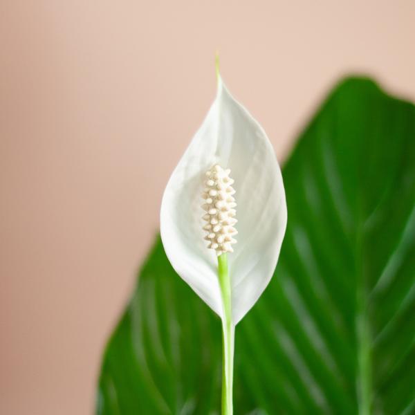 Spathiphyllum met Mand Lissabon wit - 80cm - Ø21  BotanicBridge