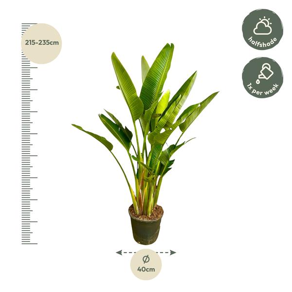 Strelitzia Augusta multi stam XXL - 225 cm - ø40  BotanicBridge