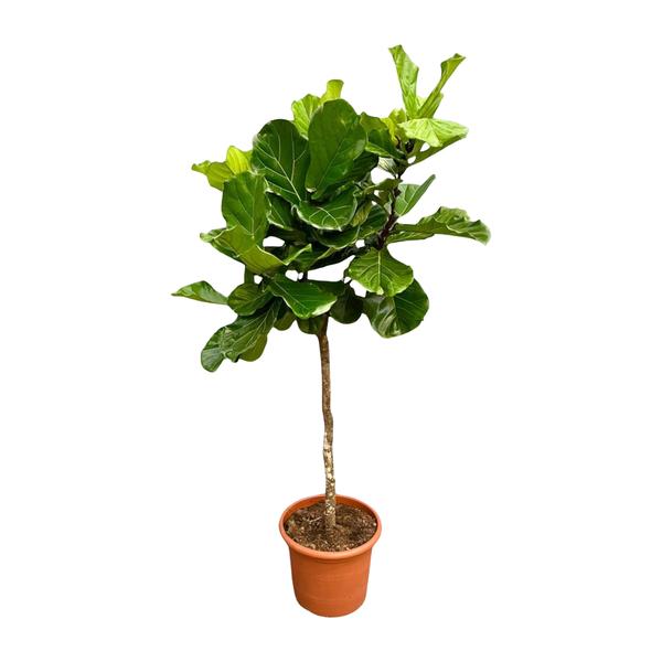 Ficus Lyrata boom XXL - 210 cm - ø40  BotanicBridge