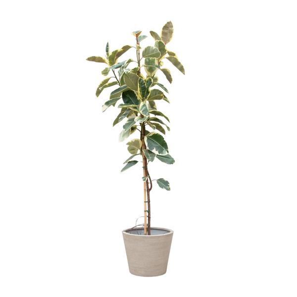 Ficus Tineke Op Stam - 220cm - ø30  BotanicBridge