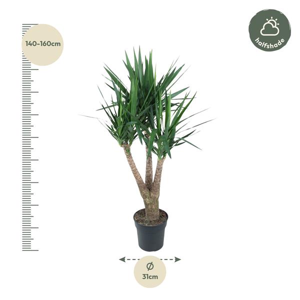 Yucca Elephantipe vertakt - 150 cm - ø31  BotanicBridge